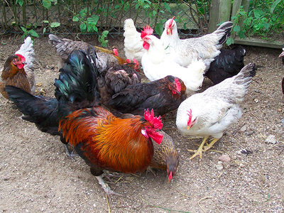 Bild 10 aus  Ferienhof Banck