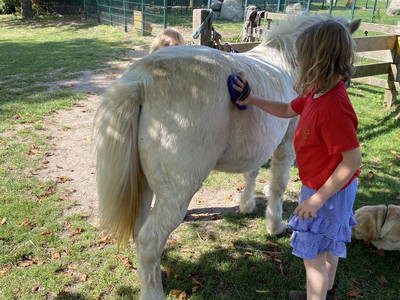 Bild 67 aus  Ferienhof Messer  Bauernhofurlaub  Ostseenähe  Ponys