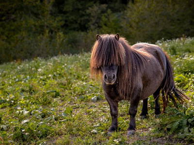 Bild 25 aus  Stillehof, Ferienwohnungen auf dem Bauernhof
