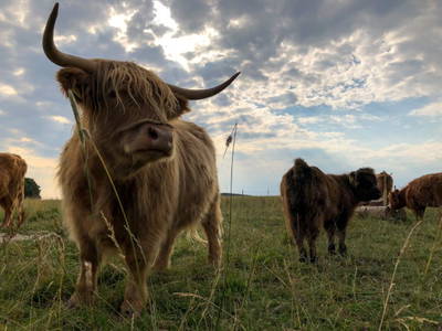 Bild 5 aus  "Höhenhof - Erlebnisbauernhof"