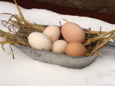 Bild 60 aus  Ahoi Ostsee:  Bauernhof und OstseeUrlaub - Ferienhof Becker in Dahme