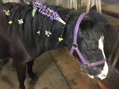 Bild 19 aus  Ferienhof Riekeshof