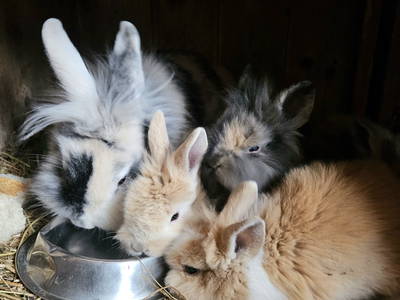 Bild 48 aus  Frankhof