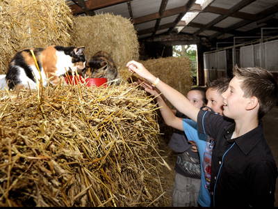 Bild 19 aus  Ferien & Freizeithof Meutstege