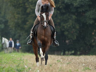 Bild 23 aus  Ponyhof Georgenbruch - Gutshof mit Ferienwohnungen, Pensionsstall und Reitschule