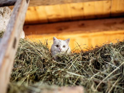 Bild 9 aus  Biobauernhof - Grotthof - Appartements und Chalet