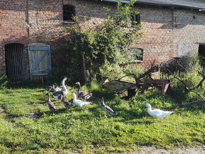 Bild 7 aus  Grenzer Ökohof