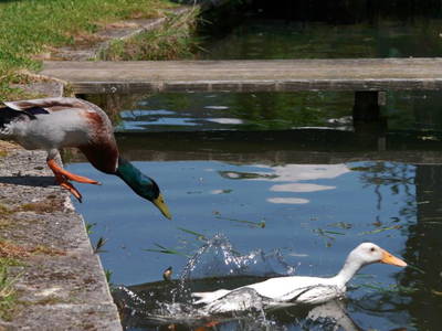 Bild 6 aus  Maierhof