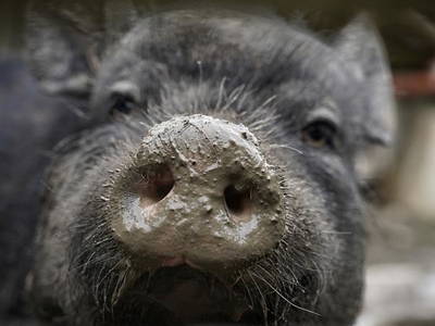 Bild 29 aus  Gerwenshof