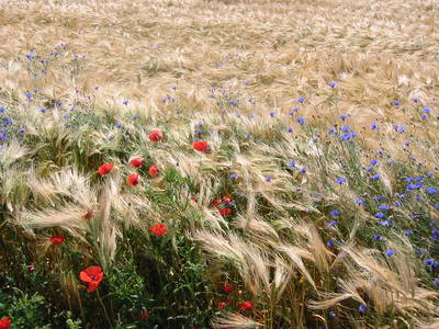 Bild 23 aus  Ferienhaus Gut Rattelvitz-INSEL RÜGEN