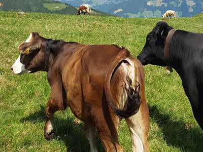 Bild 6 aus  Haus Burbach