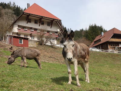 Bild 8 aus  Waidelehof