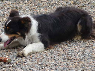 Bild 12 aus  Houdam Farm