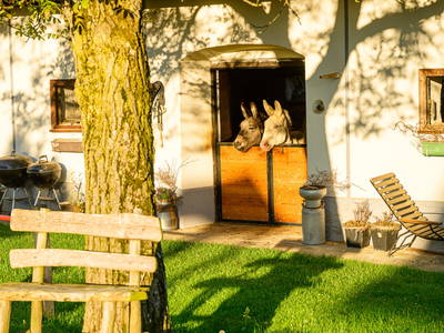 Bild 7 aus  Der Ofenmacherhof  Urlaub am Bauernhof