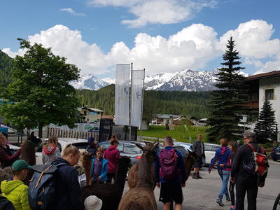 kostenlose Lama-Alpakawanderung im Sommer und Winter