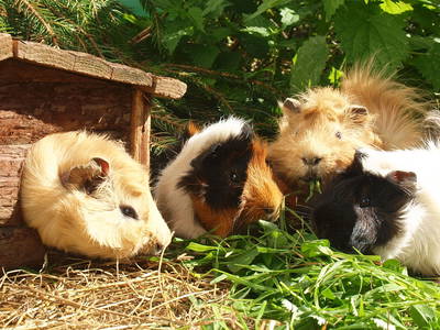 Bild 7 aus  Ferienhof Soyer