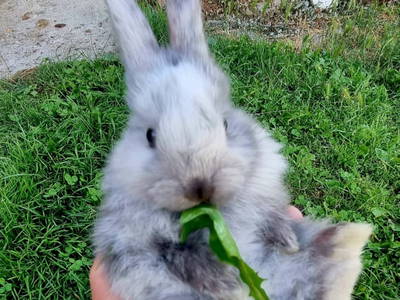 Bild 99 aus  Mortnerhof