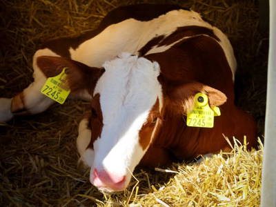 Bild 137 aus  Pölzlhof