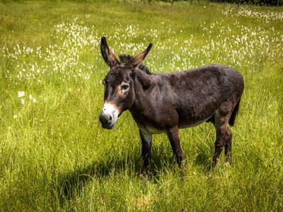 Bild 5 aus  Bachrain - Bio am Berg 