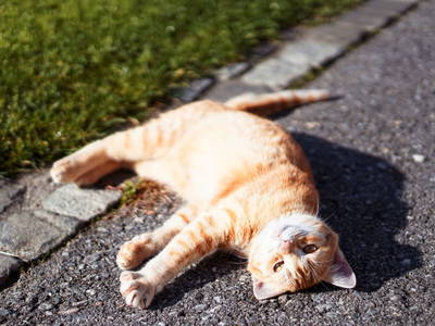 Bild 75 aus  Mühlbauerhof