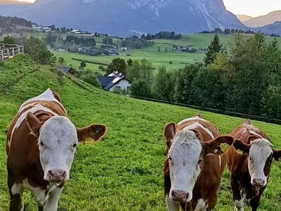 Bild 82 aus  Hüttstädterhof