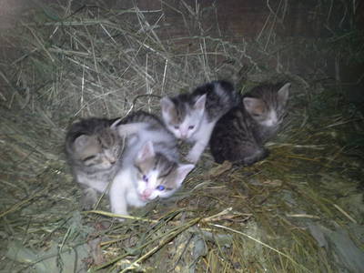 Bild 68 aus  Lodges Bernardes