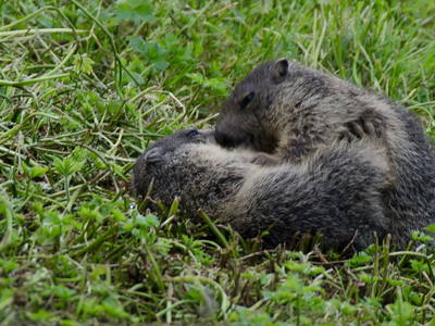 Nachwuchs Murmeltiere