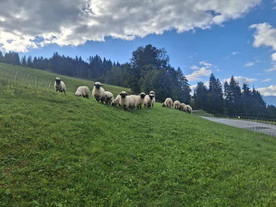 Bild 26 aus  Mühlraingut