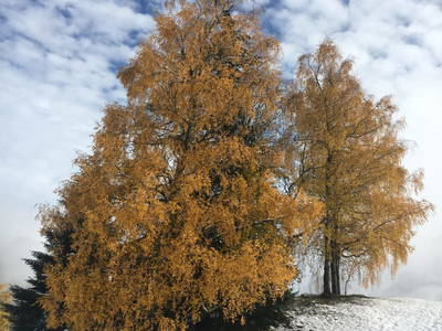 Bild 38 aus  Waldhäuslhütte