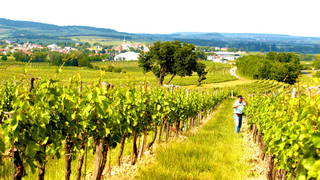 WEIN-Träumerei und WEIN-GUT IBY-LEHRNER aus Horitschon