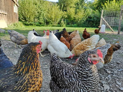 Bild 30 aus  Ferienbauernhof Voß