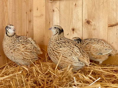 Bild 24 aus  Ederbauer