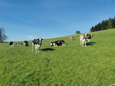 Bild 52 aus Hof Gorbachen überm Bodensee