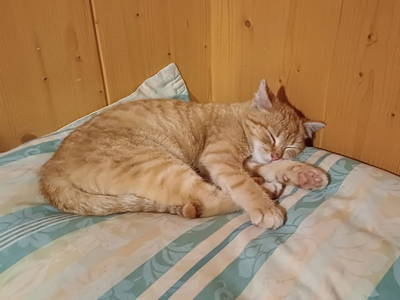 Bild 149 aus  Almhütte Brandgut