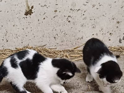 Bild 83 aus  Vorderzettn