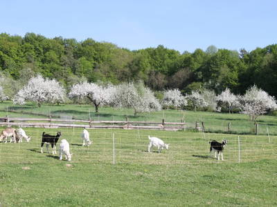 Bild 131 aus  Bio Bauernhof Landhaus Bender Ferienhaus Kellerstöckl