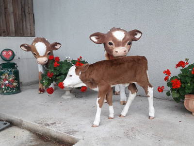 Bild 54 aus  Forstbauer