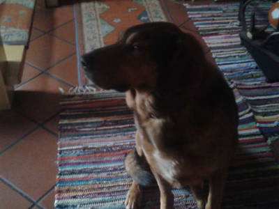 Bild 29 aus  Fötscherhof