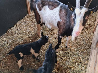 Bild 36 aus  Ferienwohnung Hettlgrub