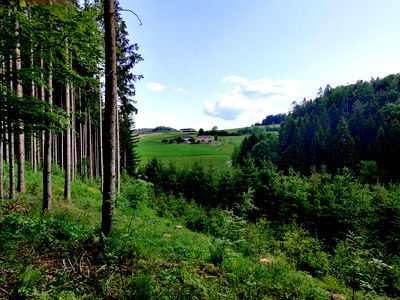 Bild 31 aus Biohof Viertl