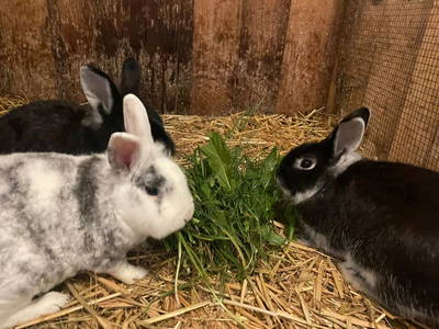 Bild 31 aus  Pfandlinghof