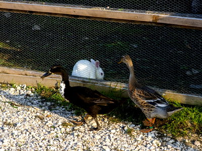Bild 148 aus Arlitscherhof
