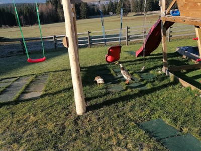 Bild 44 aus  Praschhof