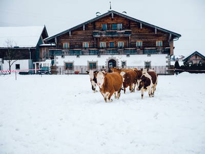Bild 78 aus  Chalet Steinerner Meerblick