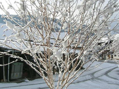 Bild 24 aus  Mandlhof