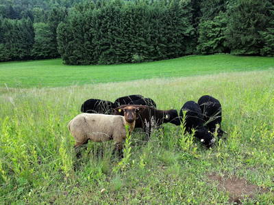 Bild 30 aus Ferienhaus Warga