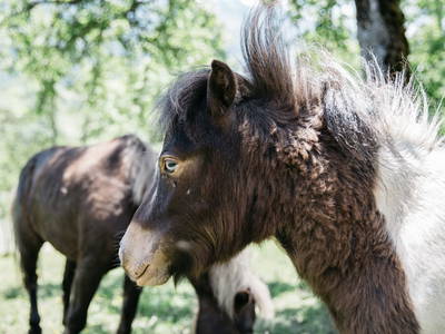 Bild 31 aus  Ferienhaus am Bognerhof
