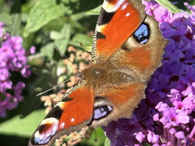 Bild 46 aus  Auszeit am Berg