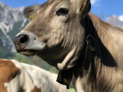 Bild 42 aus  Margreitterhof