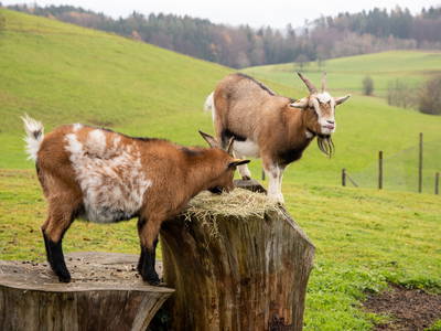 Bild 27 aus  Haus Sonnenschein